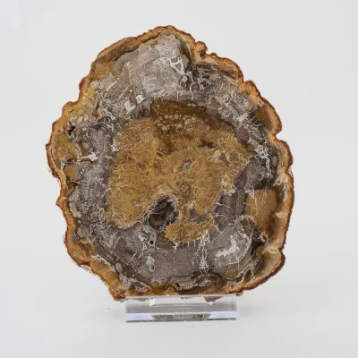Skamenelé drevo 15cm