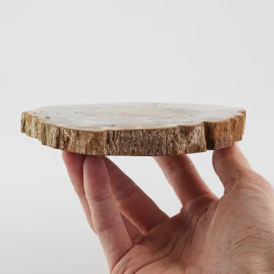 Skamenelé drevo 15cm
